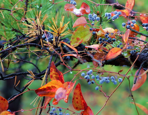 Mountain Dew, Massanutten Mt : Idyllic : The Shenandoah Gallery | Kevin Byrne