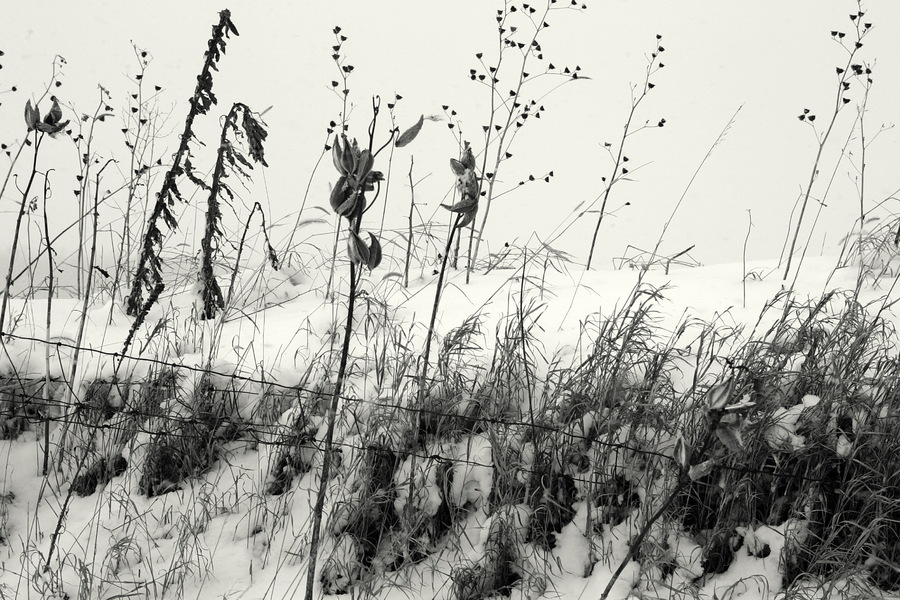 Wintering Weeds : Monochrome : The Shenandoah Gallery | Kevin Byrne